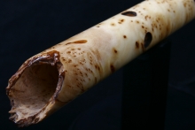 Yellow Cedar Burl Native American Flute, Minor, Mid B-4, #E23K
